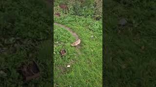 Aç Kalan Tilkiler Ev Yanlarına Indiler. Atılan Ekmek Ikr Geri Çevirmediler.