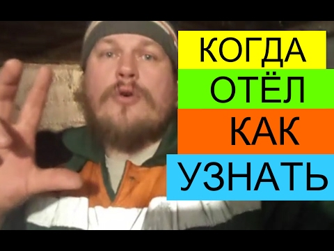 ПРИЗНАКИ ОТЁЛА У КОРОВЫ. КАК ОПРЕДЕЛИТЬ КОГДА ОТЁЛ. ПРИЗНАКИ ОТЁЛА У КОРОВЫ. КАК ОПРЕДЕЛИТЬ КОГДА ОТЁЛ.