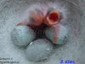Crescimento de um canario - youtube