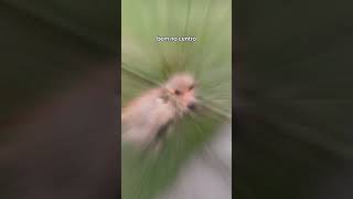 Cachorro Fazendo Xixi No Lugar Certo