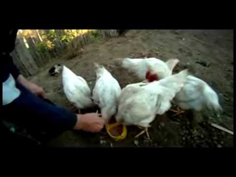 Kokoшката кючек 2012 Кокошка