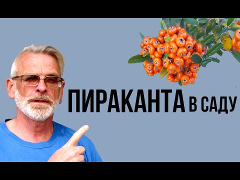 ПИРАКАНТА неприхотливый кустарник / Посадка и уход / Игорь Билевич