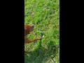 E Wie Emma Video preview
