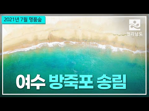 여수 방죽포송림