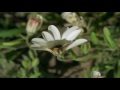 Introduction to the Characteristics of life