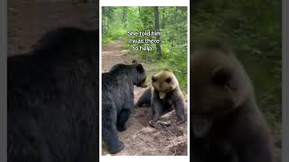 I Taught The Cub How To Play Fetch