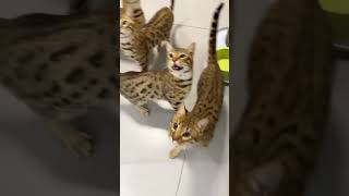 Kitten Meowing To Attract Cats