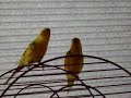 Parakeets Chirping And Singing images Parakeets Chirping And Singing