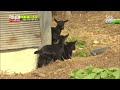 성규 인삼캐기 성공 @런닝맨 Running man 140622