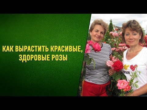 Цветущие розы - YouTube Цветущие розы - YouTube