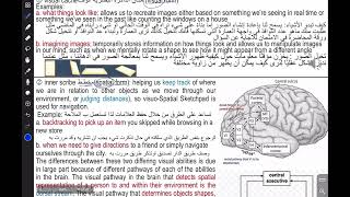 Working Memory,Central Executive,Phonological Loopepisodic Buffer,Long Memory,Kandel And Aplysia,