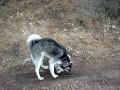 SIBERIAN HUSKY wolf en el campo jugando con un tronquito