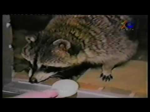 Funny Animal Versi Jawa - JTV (Part1)