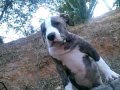 American stanford puppy tiger