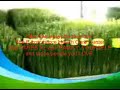 Easy Pha-max Wheatgrass Powder Production Process
