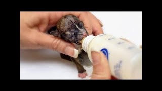 The Most Touching Video - Cute and Funny Dogs and Cats