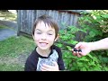 blackberry Jam