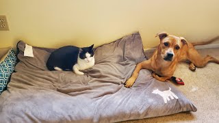 When Cats Being Jerks Compilation - Funny Cats Video