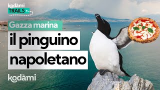 Chi Sono Le Gazze Marine, I Pinguini Avvistati A Napoli