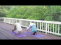 Sivananda Yoga Asana Sequence in 12 Basic Postures