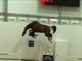 CRAZY Horse Jumping