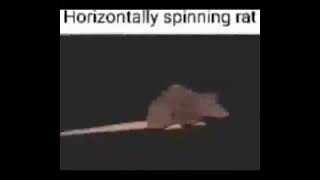 Horizontally Spinning Rat 1 Hour
