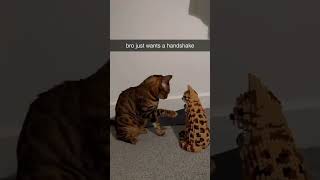 Bro Just Wants A Handshake