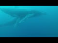 AND EVEN MORE footage of the Humpback Whale on Protea Banks!!! AND EVEN MORE footage of the Humpback Whale on Protea Banks!!!
