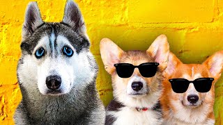Кекс И Коржик - Иностранные Шпионы!! (Хаски Бандит) Говорящая Собака