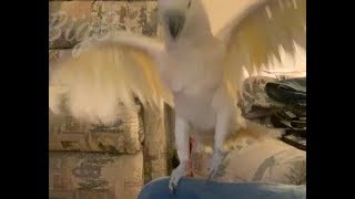 Mr BigB The Cockatoo - "The Voice" 2 Sing-Along