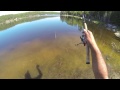 walleye from shore in the sun