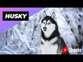 Husky 🐶 One Of The Most Popular Dog Breeds In The World #shorts