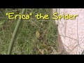 Praying Mantis VS Spider かまきりＶＳくも