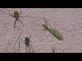 Praying Mantis versus Spider