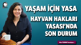 Hayvan Hakları Yasasından Ne Bekleniyor? Tüm Detayları Mine Yildirim Anlatıyor...
