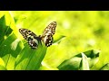 Relaxing Music for Studying, Classical Music, Instrumental Music, Meditation Music, ♫E218