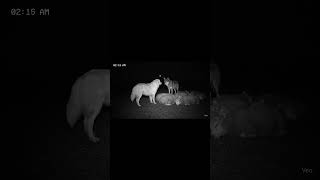 Sheep Dog Protects Lambs From Wolf