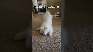 Booty Shake