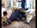 Qurbani On Eid Ul Azha 2010 Peshawar By Imad images Qurbani On Eid Ul Azha 2010 Peshawar By Imad