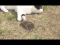 maksi
