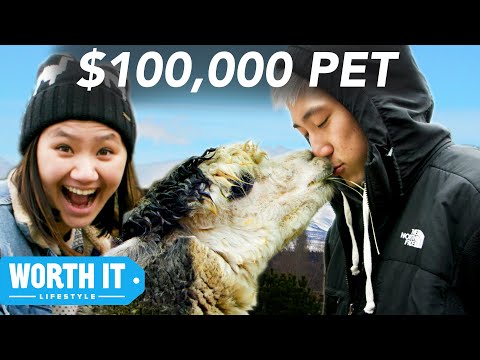 $17 Pet vs. $100,000 Pet | buzzfeed $17 Pet vs. $100,000 Pet | buzzfeed