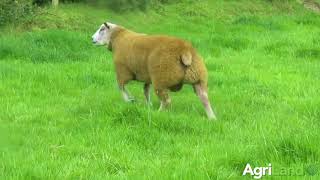 Ram lamb Rockdale Vespasian,上周末以€7,500成交