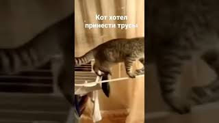 Кот Хотел Принести Трусы #Рек