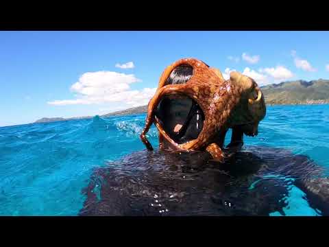 Some hug different in Hawai’i