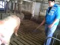 Guy rides male pig the last 30 sec is very FUNNY!!
