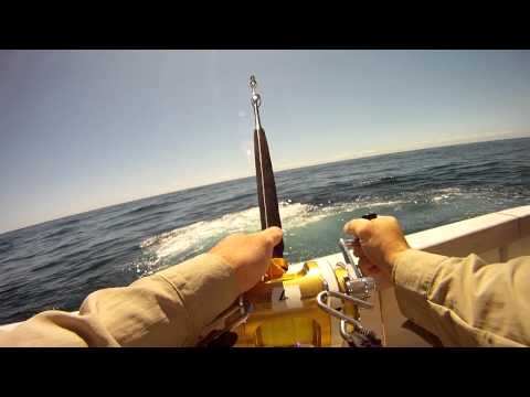 Blue Coyote Newcastle