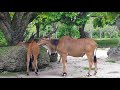 Zoo Miami Day 2018 Zoo Miami Day 2018