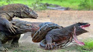 Shocking Komodo Dragon Battles Giant Python In The Rice Field