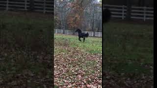 Friesian X Dutch Warmblood All Black For Sale Canter