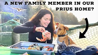 LIVING in a PRIUS on the OREGON COAST: King Tides, Thor’s Well, the BEST Seafood